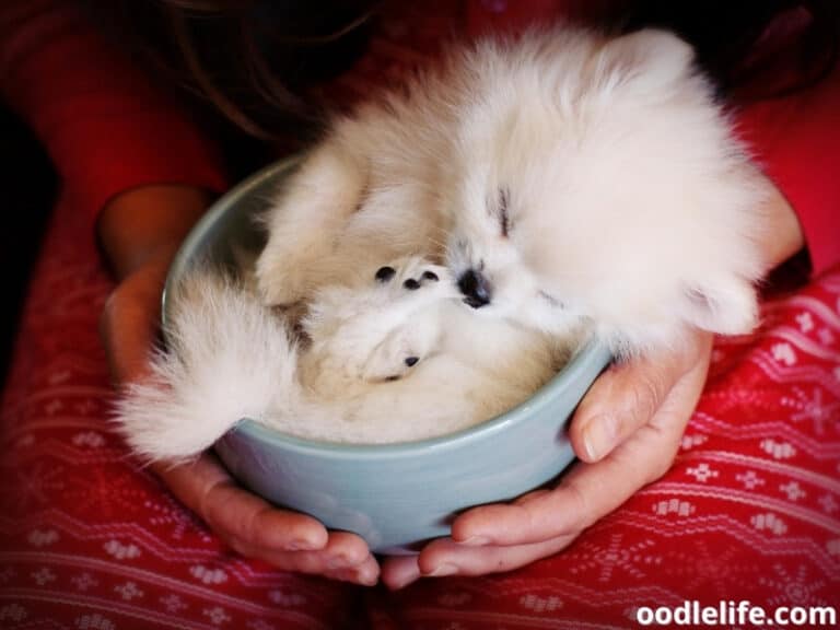6 Teacup Dogs That DON'T Shed (Pictures) 2022 Oodle Life
