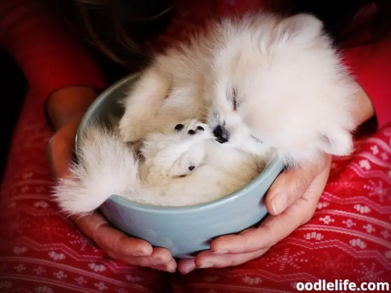 Teacup Pomeranian sleeping soundly