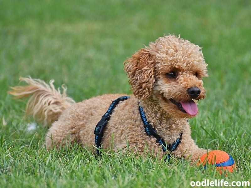 Teacup Poodle with ball