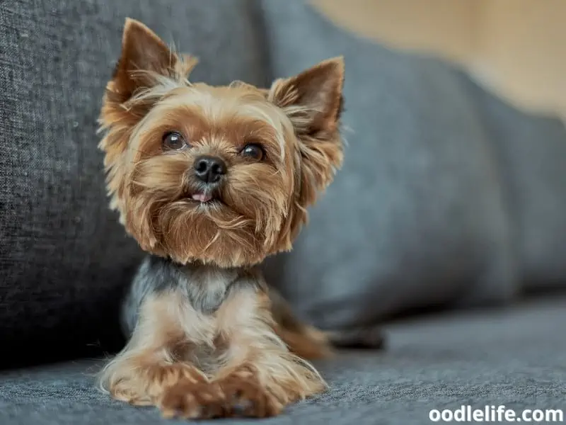 Teacup Yorkshire Terrier sitting