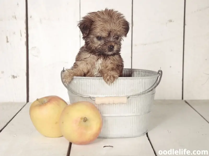 Teacup Yorkshire Terrier standing