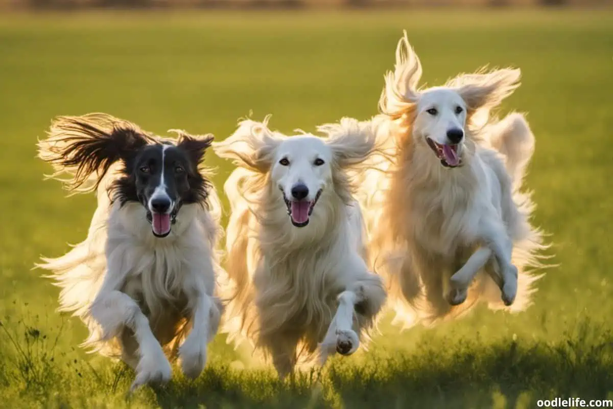 Three long haired Borzoi