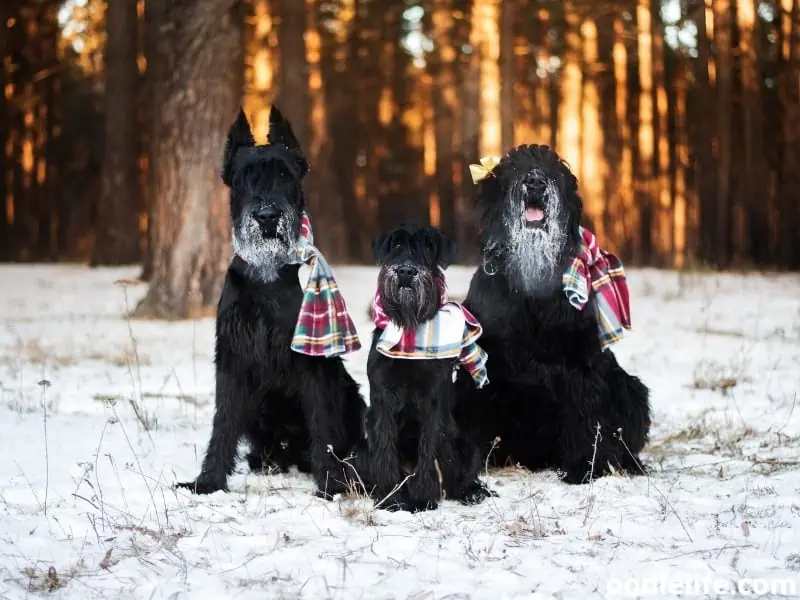 three Schnauzers stand together