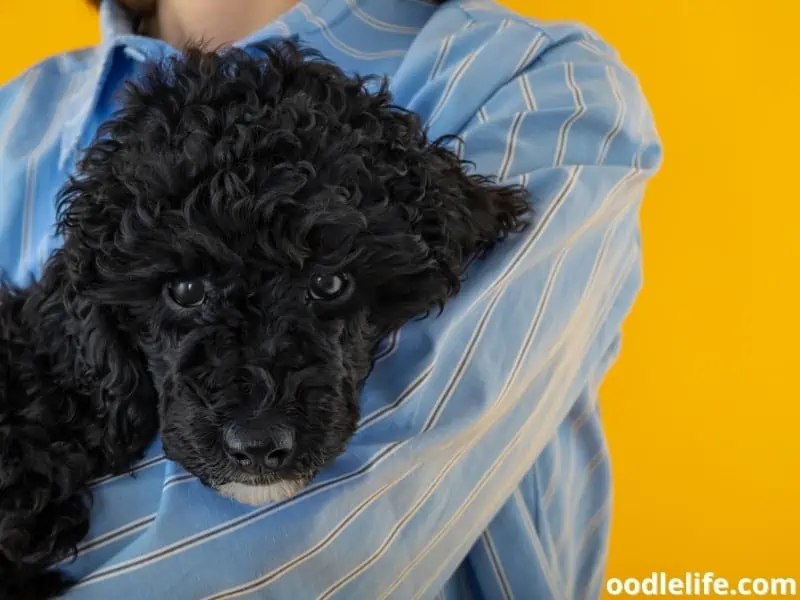 Toy Poodle and owner