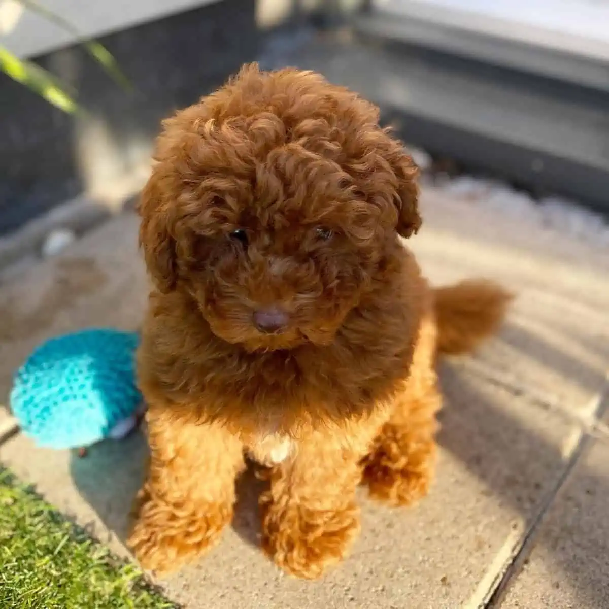 Toy Poodle and sunlight