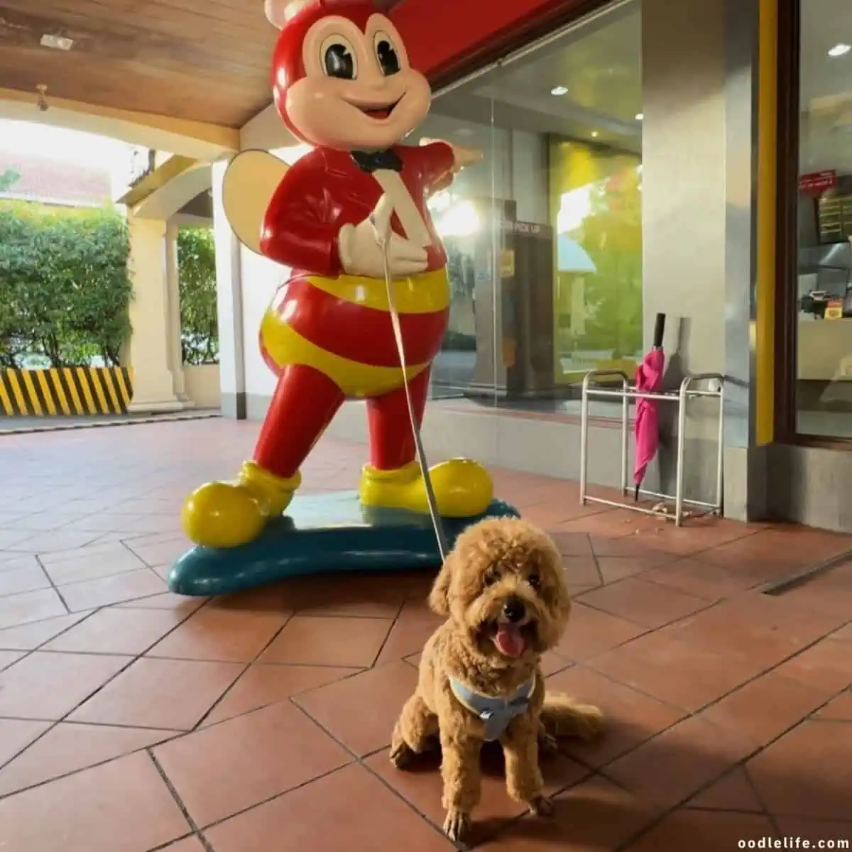 Toy Poodle at Jollibee