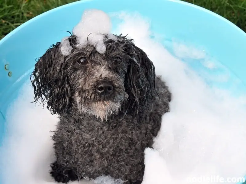 Toy Poodle bath time