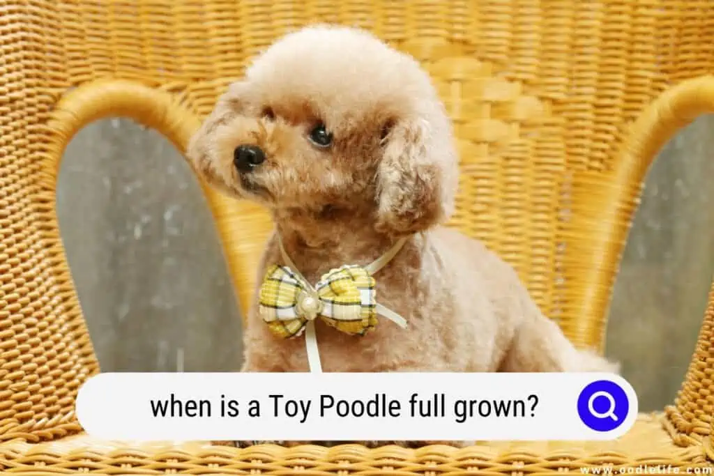 Toy Poodle full grown