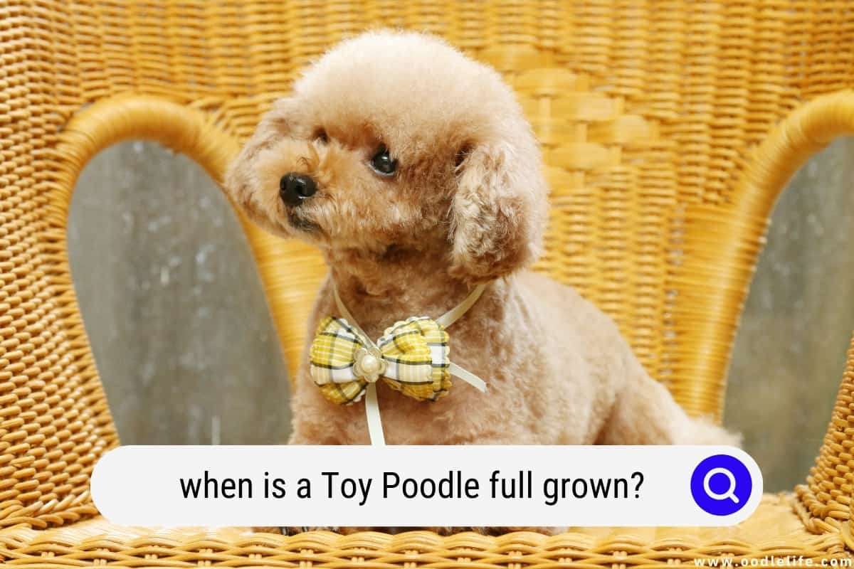 When Is A Toy Poodle Full Grown? (with Photos) - Oodle Life