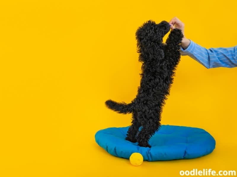 Toy Poodle gets a reward