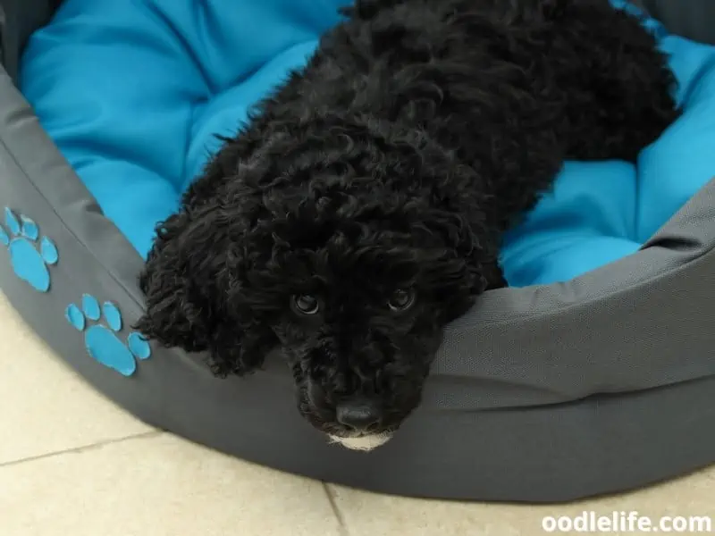 Toy Poodle lies down