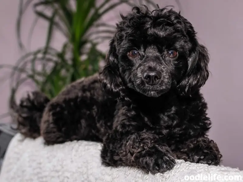 Toy Poodle puppy on the couch