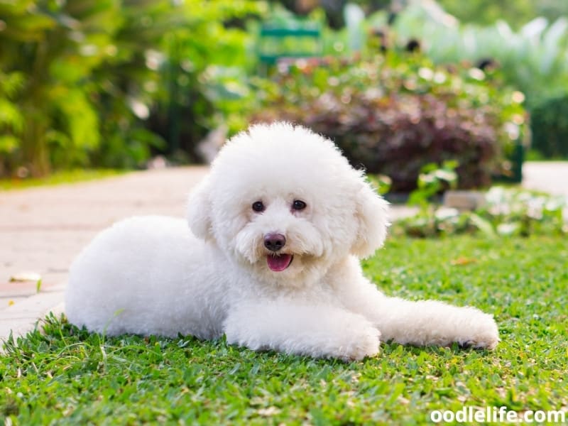 Does Spaying Calm Dogs Down? (Female Dog Calming Guide) Oodle Life