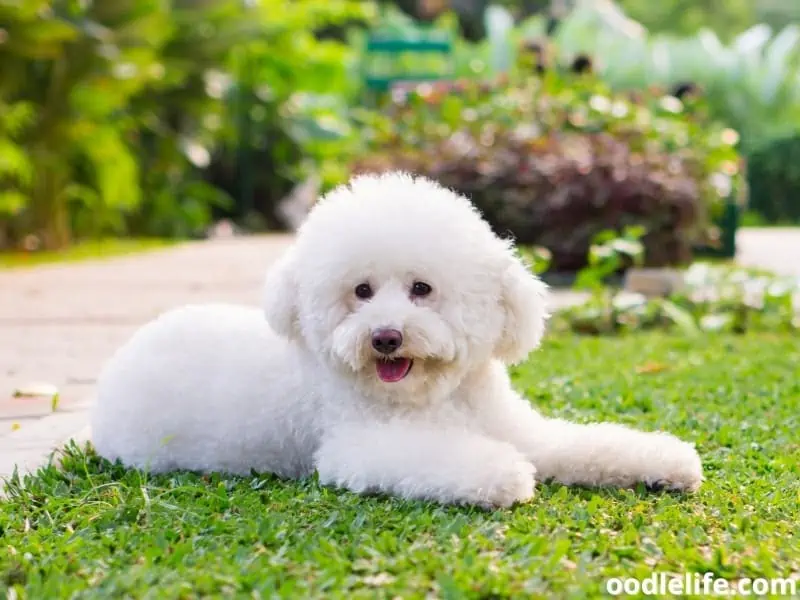 Toy Poodle sits calmly