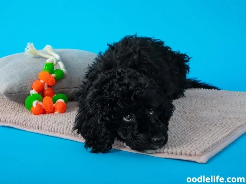 Toy Poodle with toy