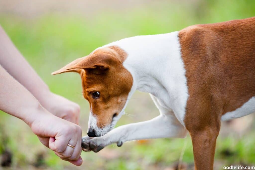 a Basenji guessing which paw a treat is in