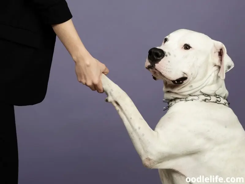 training with Dogo Argentino