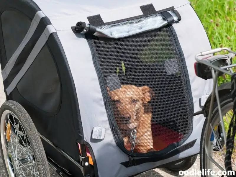 transport through dog crate
