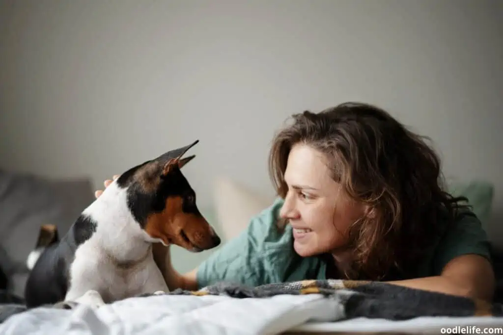 A tri color Basenji gazes lovingly at its owner.