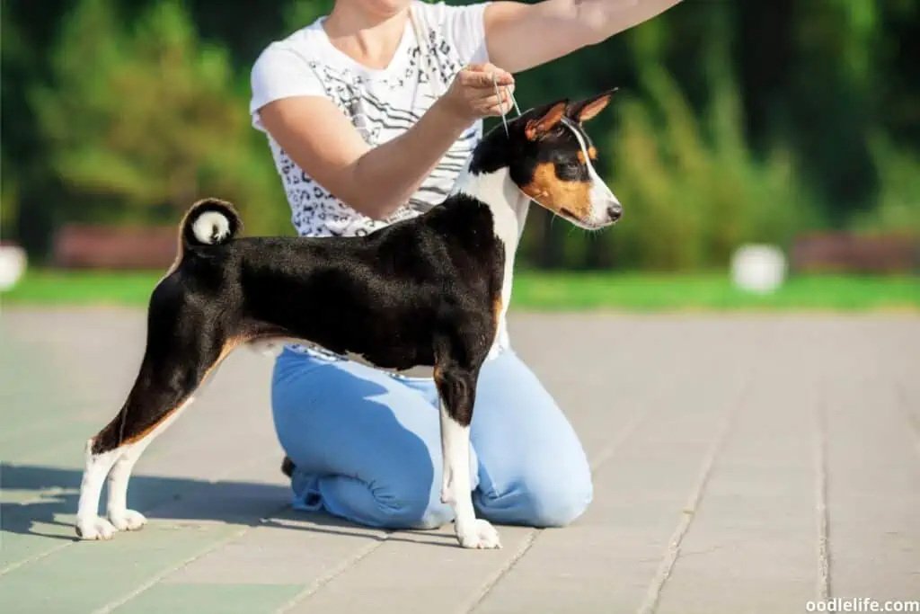 training a tricolor Basenji puppy