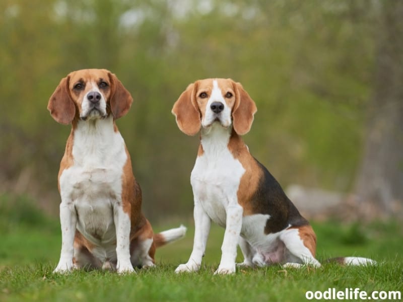 two Beagles sit together