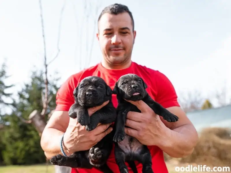 two Cane Corso puppies