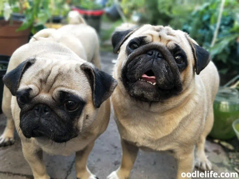 two Pugs stand together