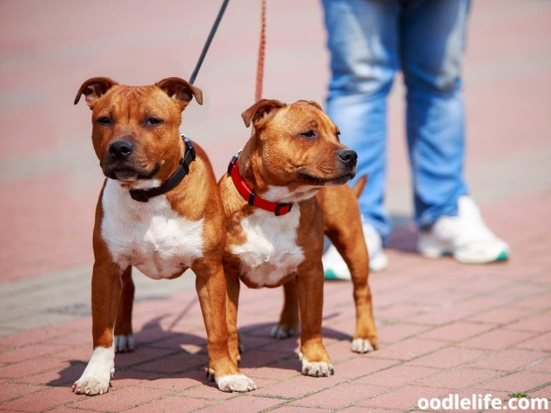 Are pitbulls legal in USA?