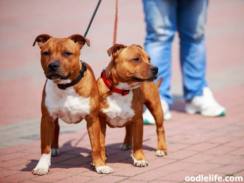 two Staffordshire Bull Terriers