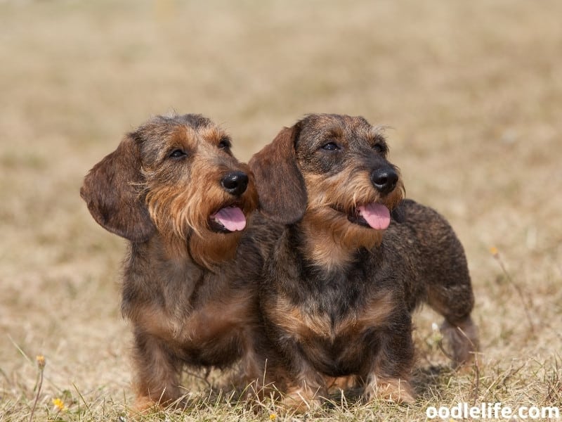 two Wire-Haired Dachshunds