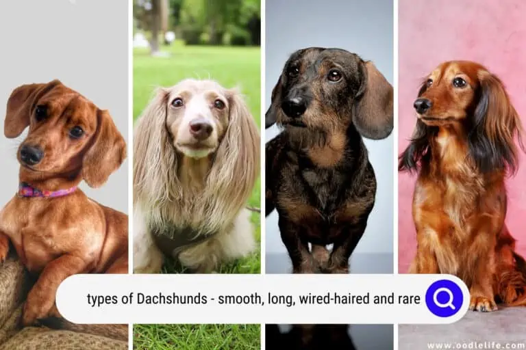 Types of Dachshunds: Smooth, Long, Wired-Haired, Rare (with Photos)