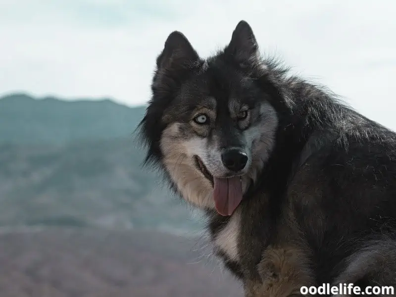 Utonagan on the moutains