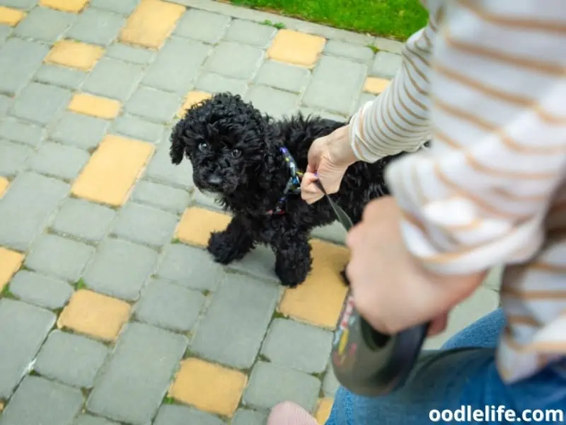 walking a Toy Poodle