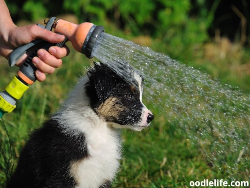 7 Best Shampoos For Australian Shepherd (2023 Update) Oodle Life