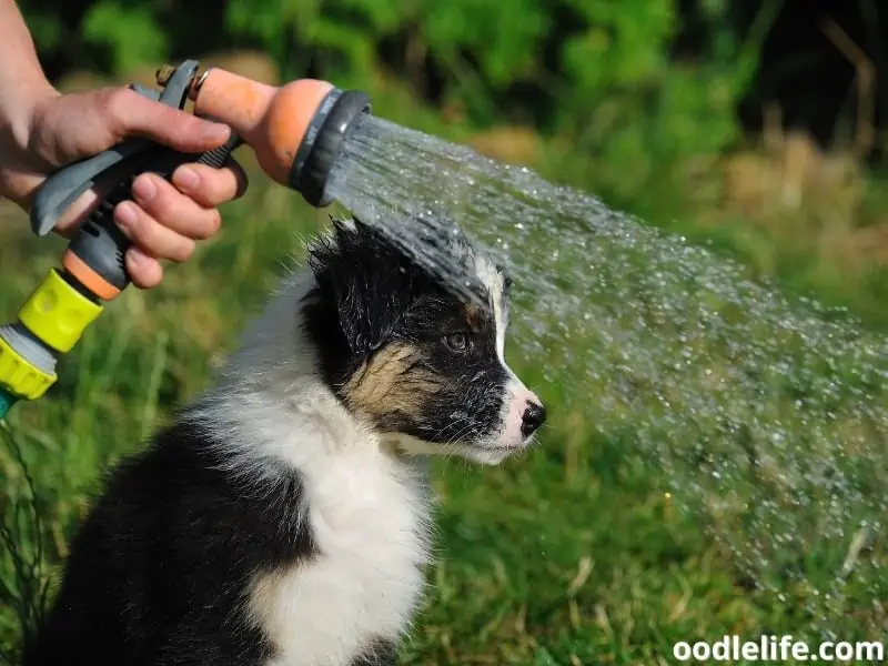 wet Australian Shepherd puppy
