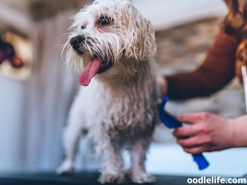 wet Maltese being groomed