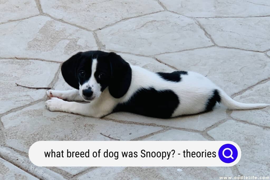 what breed of dog was Snoopy