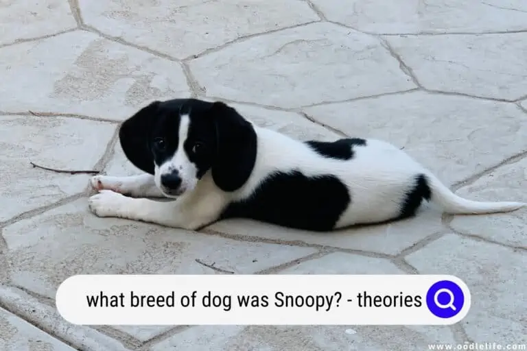 What Breed of Dog Was Snoopy? (Theories and Photos)