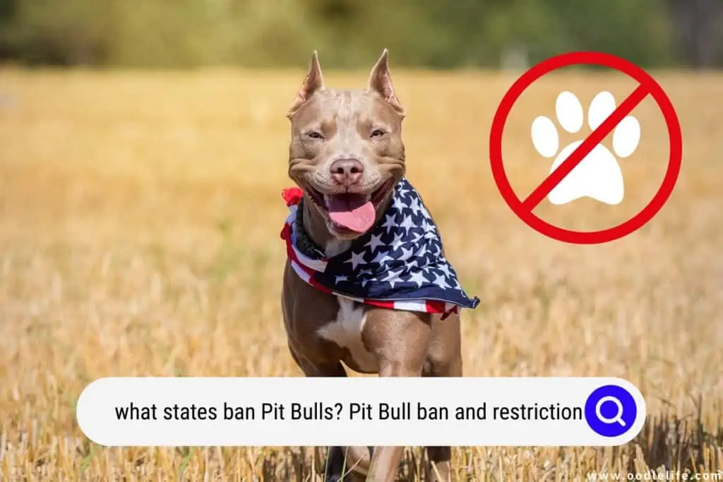 what states ban pit bulls
