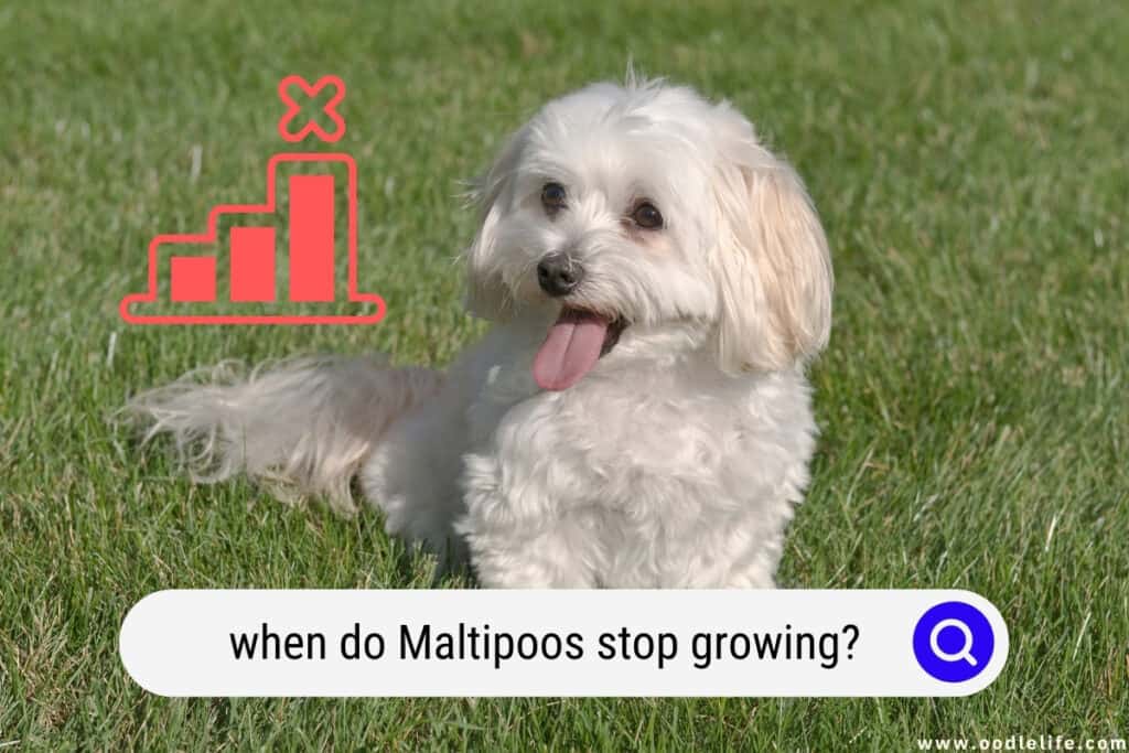 when do Maltipoos stop growing