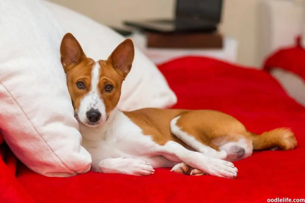 a white and red basenji sleeping on a bed
