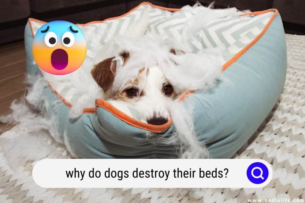 why do dogs destroy their beds