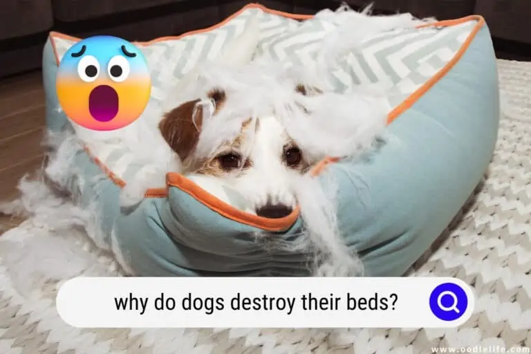 Why Do Dogs Destroy Their Beds? [5 Reasons]