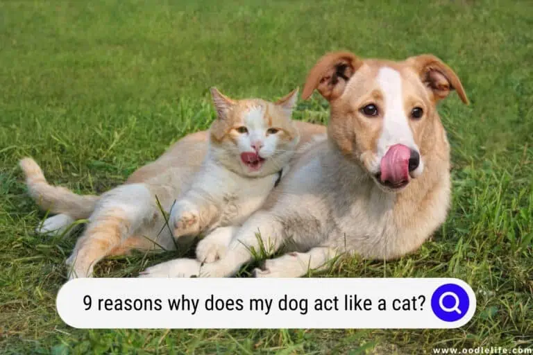 Why Does My Dog Act Like A Cat? 9 Reasons