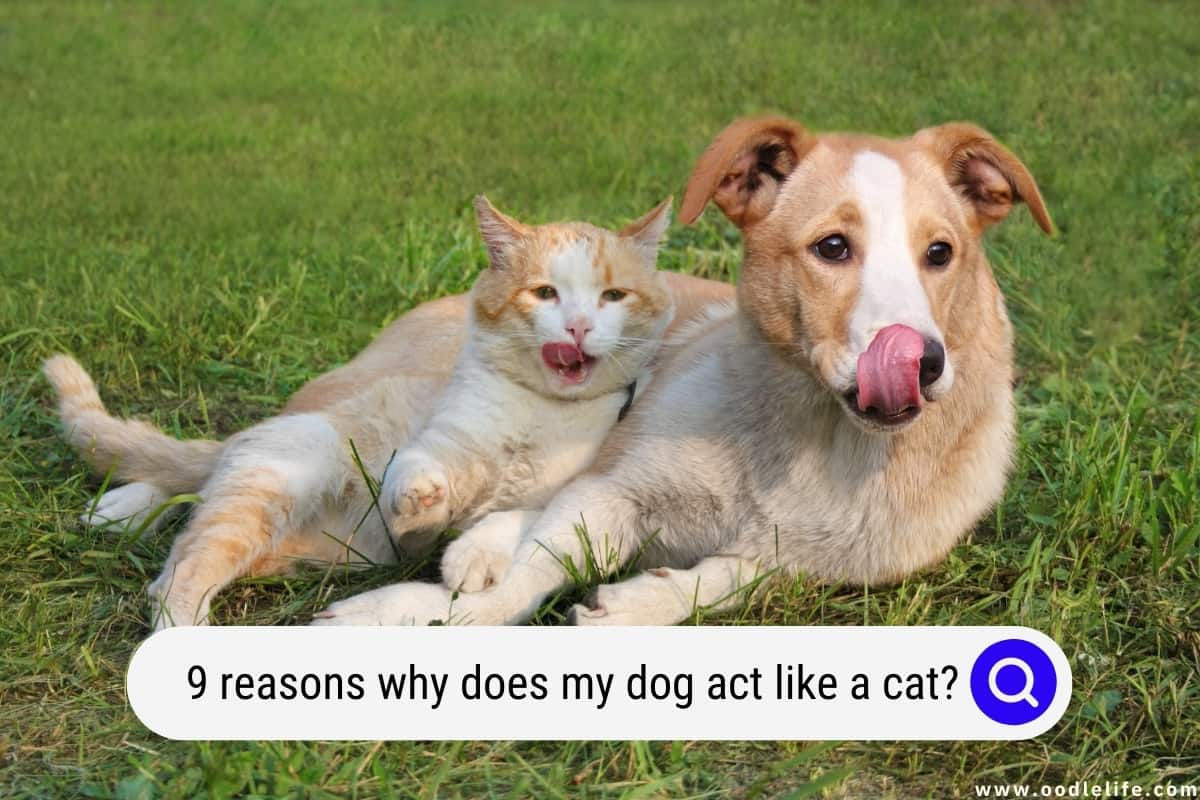 Why Does My Dog Act Like A Cat? 9 Reasons - Oodle Life
