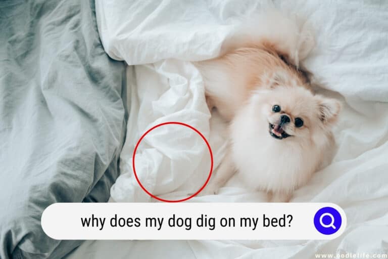 Why Does My Dog Dig on My Bed? 