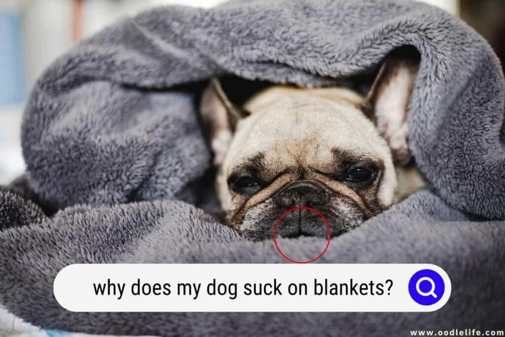 why does my dog suck on blankets