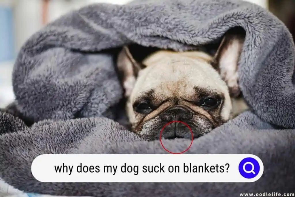 why does my dog suck on blankets