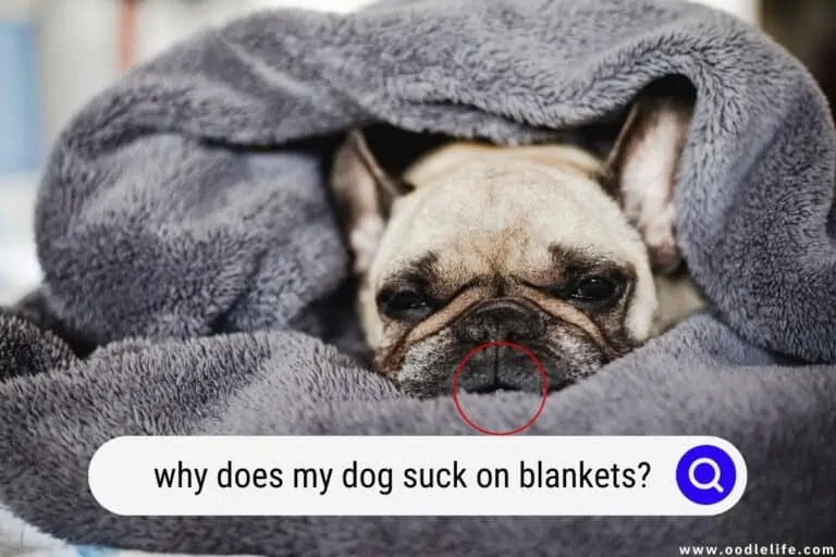Why Does My Dog SUCK On Blankets? (Weird Explained)