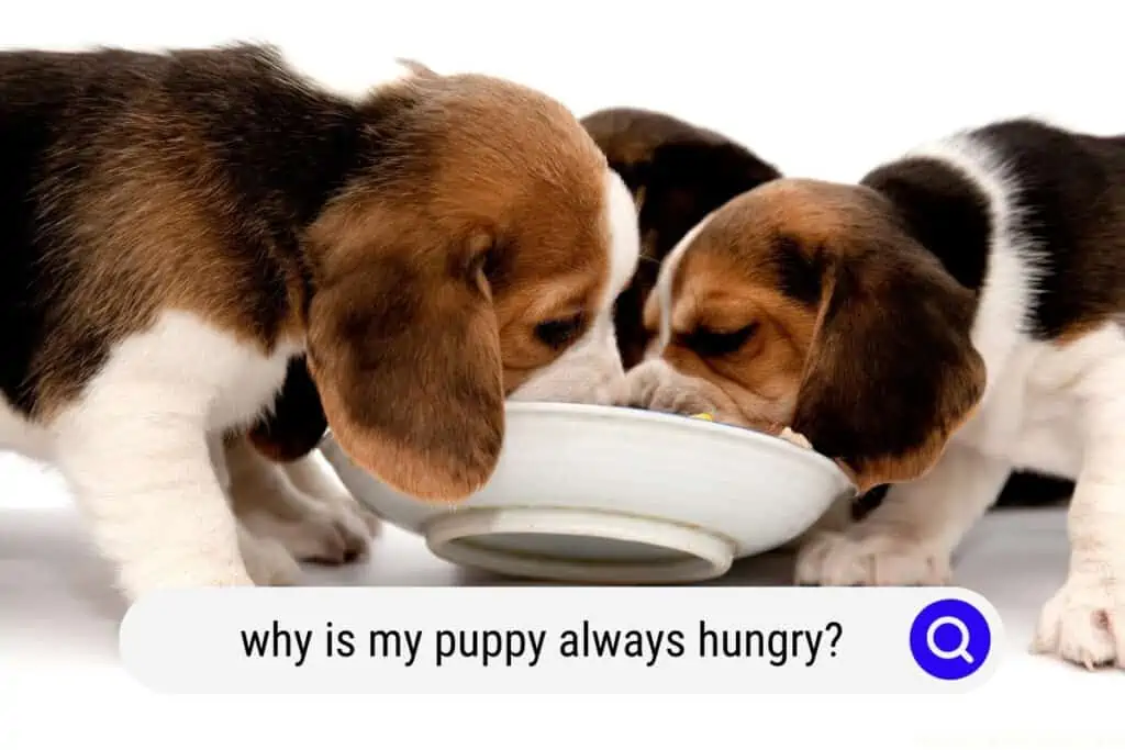 why is my puppy always hungry